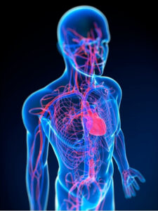 3D medical illustration of human cardiovascular and respiratory systems, highlighting autonomic responses and shortness of breath with migraines.